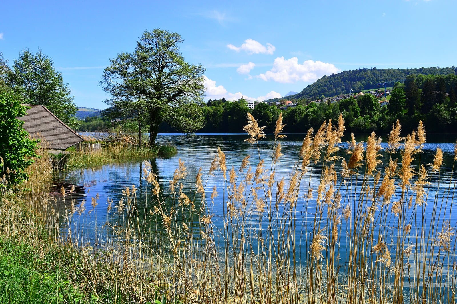 Reeds and a wooden boathouse line the still water of Lucerne's Rotsee rowing lake