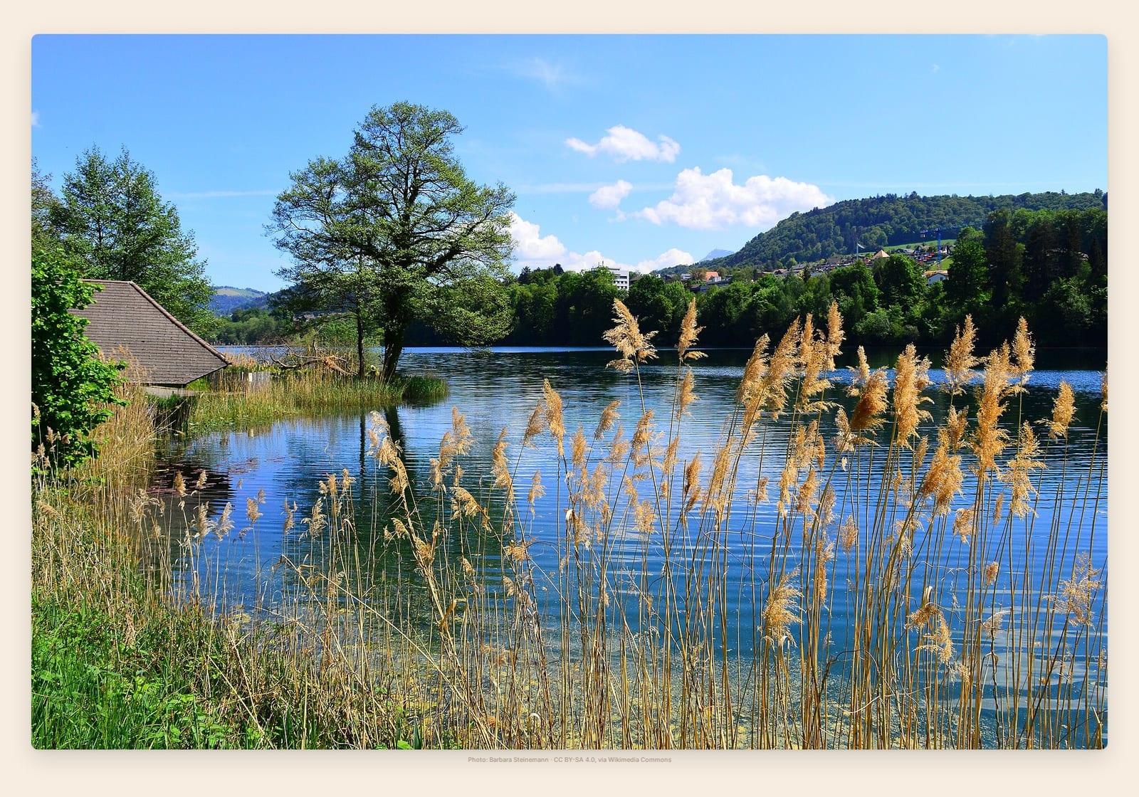 Reeds and a wooden boathouse line the still water of Lucerne's Rotsee rowing lake