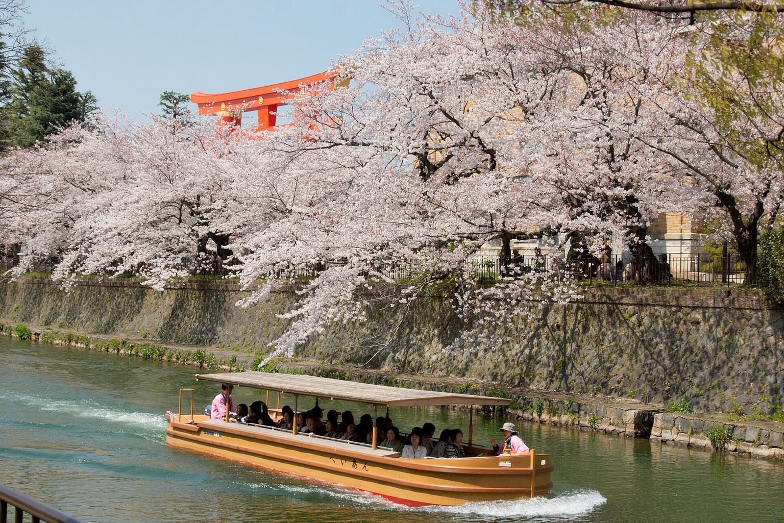 Cherry trees in full bloom over the Okazaki canal in Kyoto, a vermilion torii rising behind them