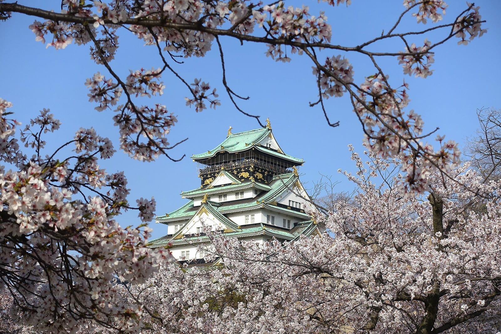 Osaka Castle's green-roofed keep seen through cherry blossom branches against a blue sky
