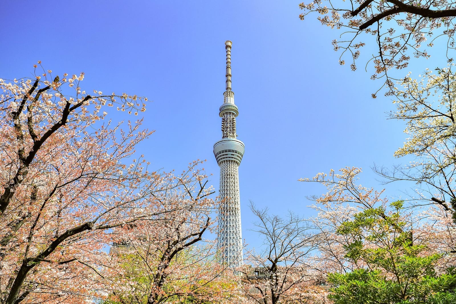 Cherry blossom branches frame Tokyo Skytree against a clear blue sky in Sumida Park